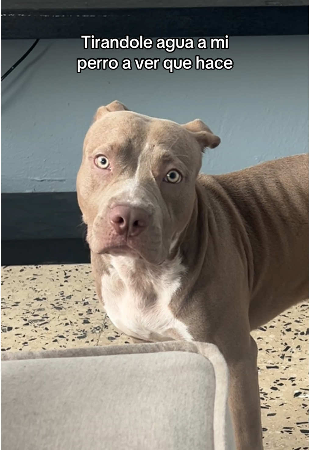@Thor El Pitbull