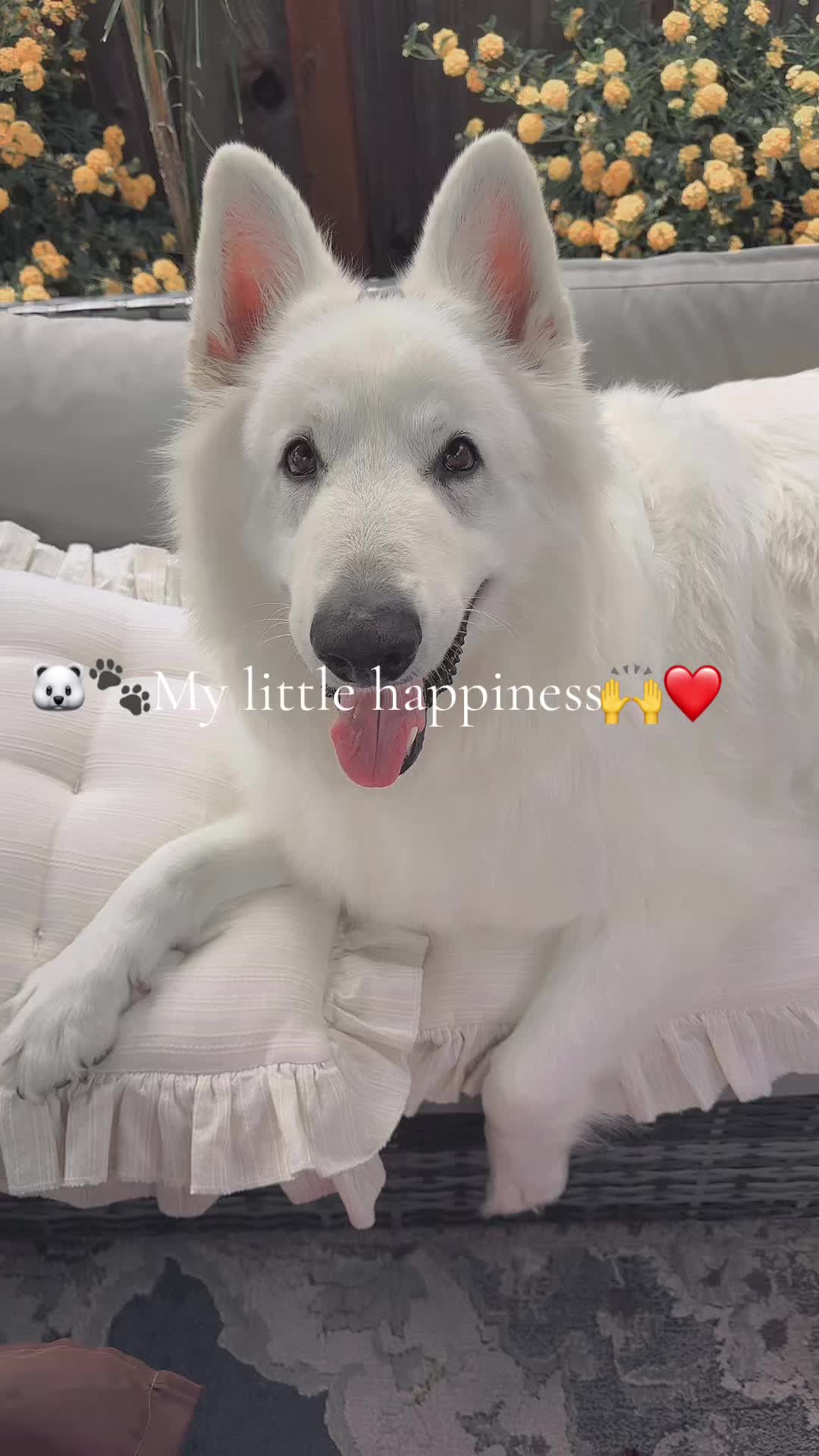 @ANUO7❤️🇺🇸🇳🇵🙏