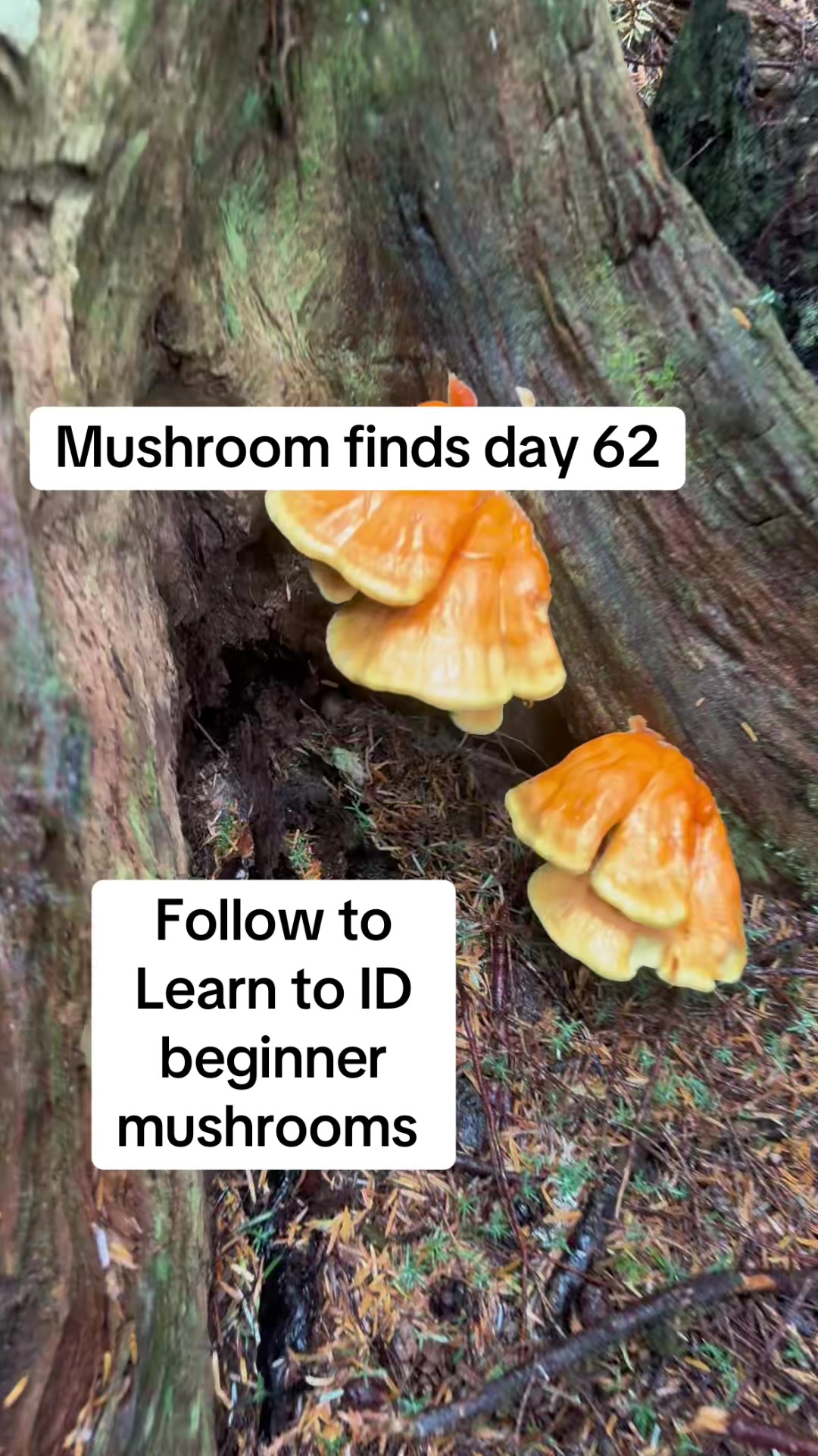 @Fungusamungus