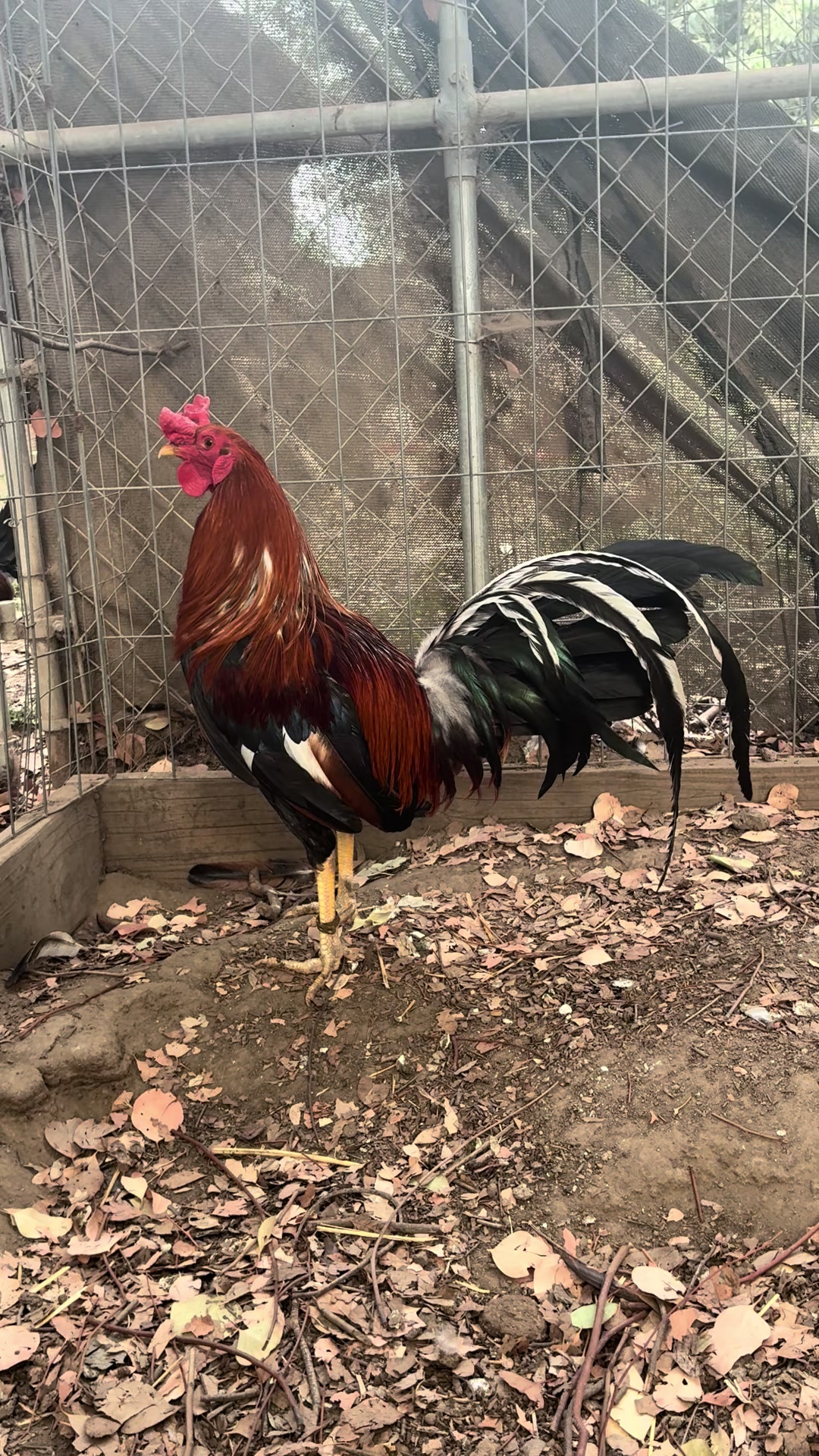 @Rancho_Ramirez209