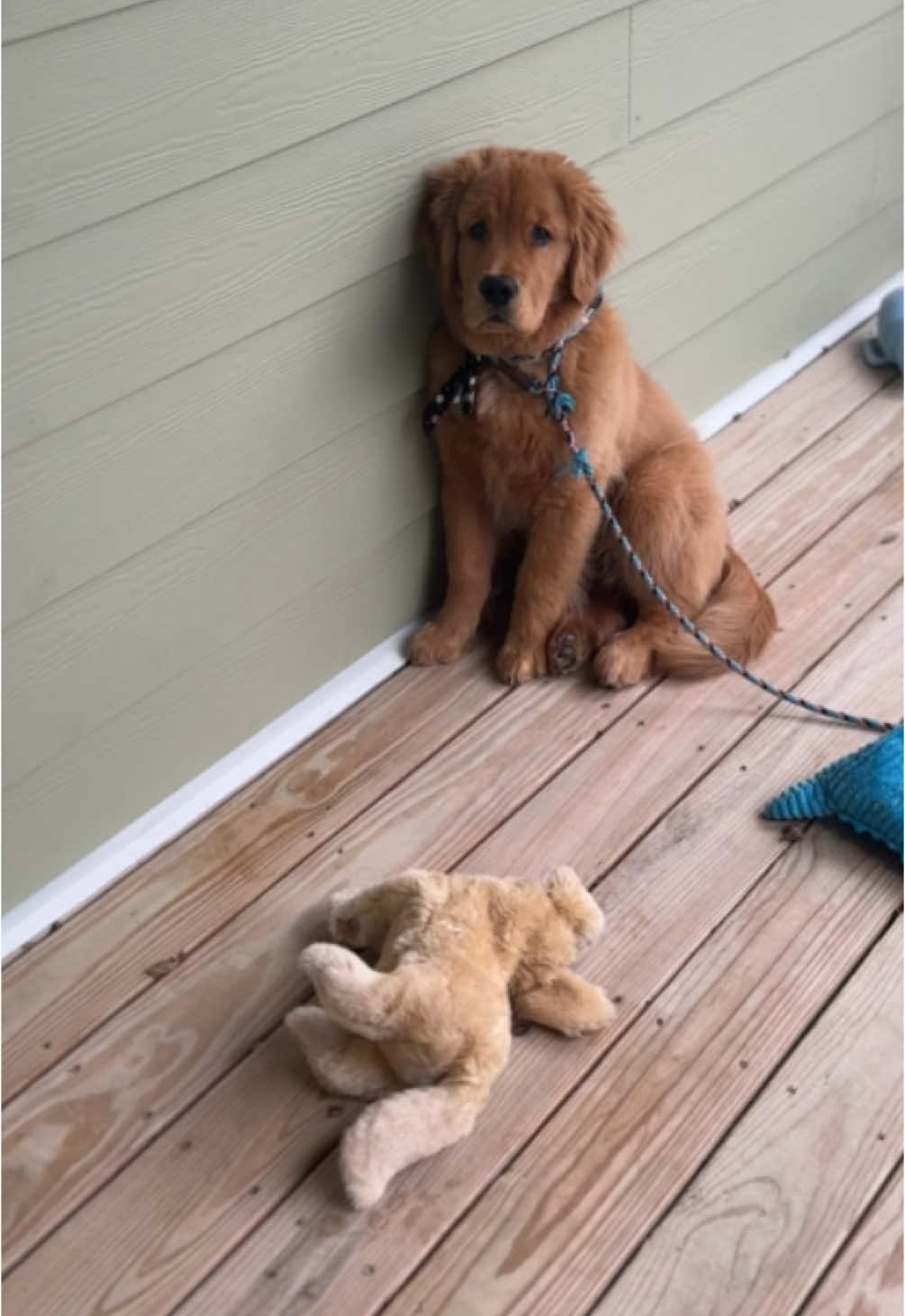 @Good Boy Bodhi 🦁