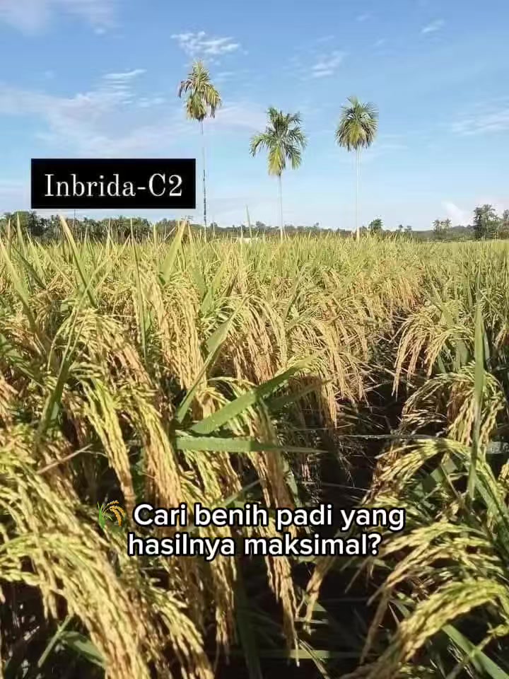 @PT. BHD INDONESIA