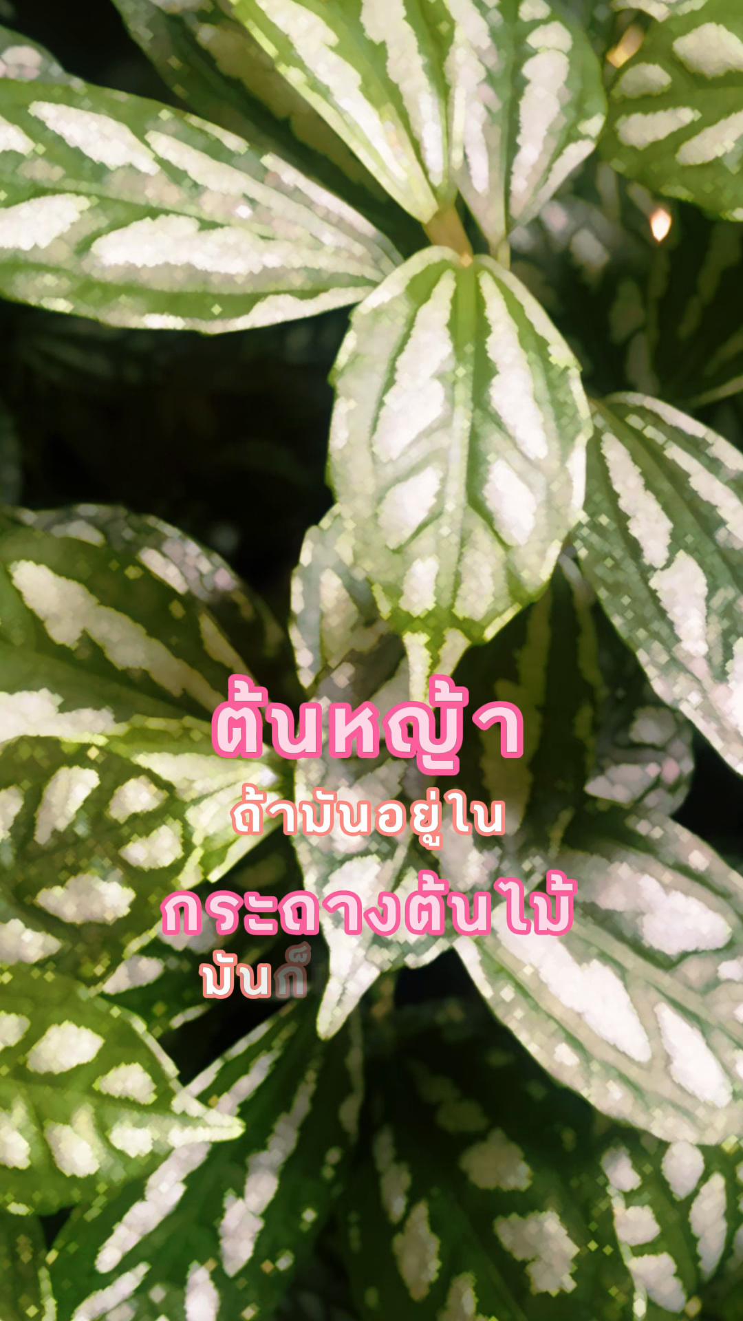 @จุ๋ม(พัขญ์ธินันท์)