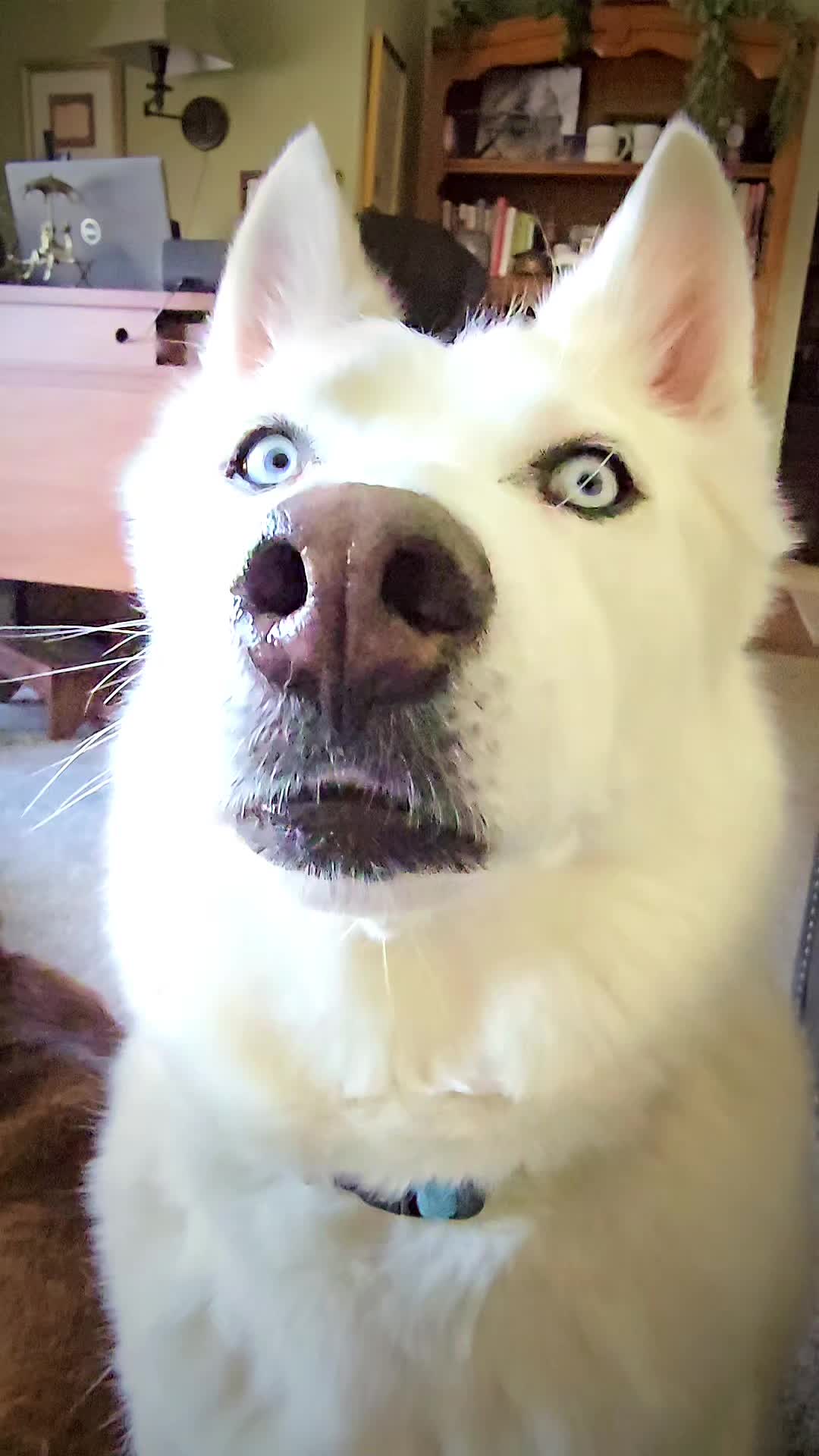 @Diane | Huskies-Jack & Jill