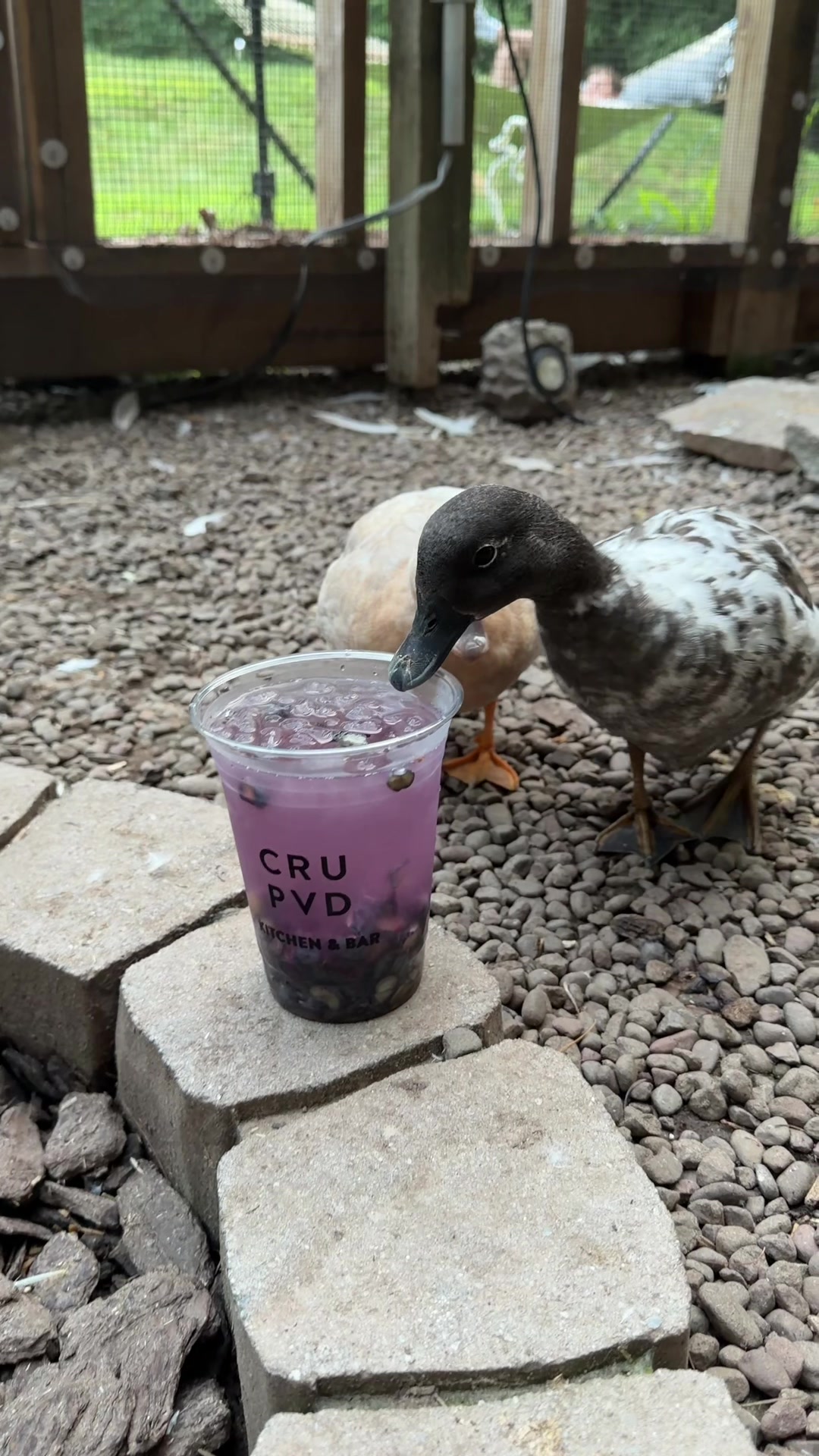 @The Quack House
