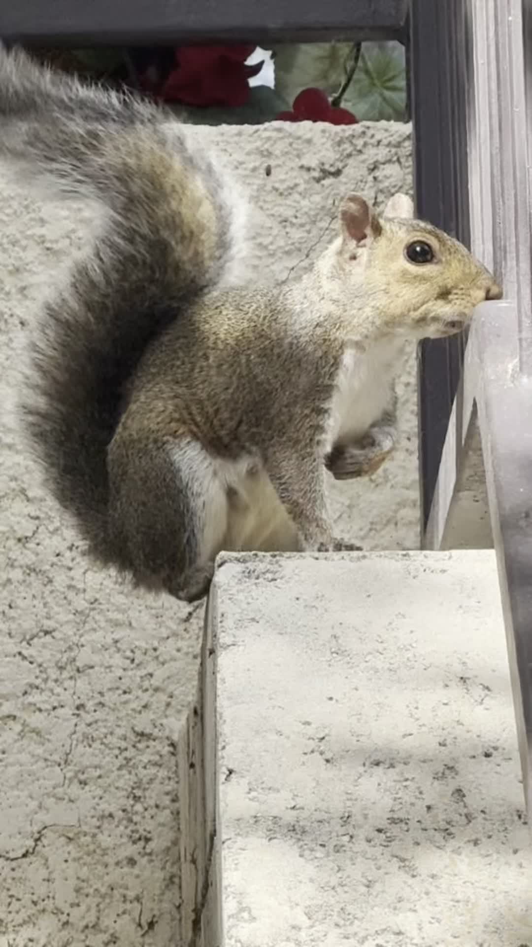 @DailyDoseOfSquirrels