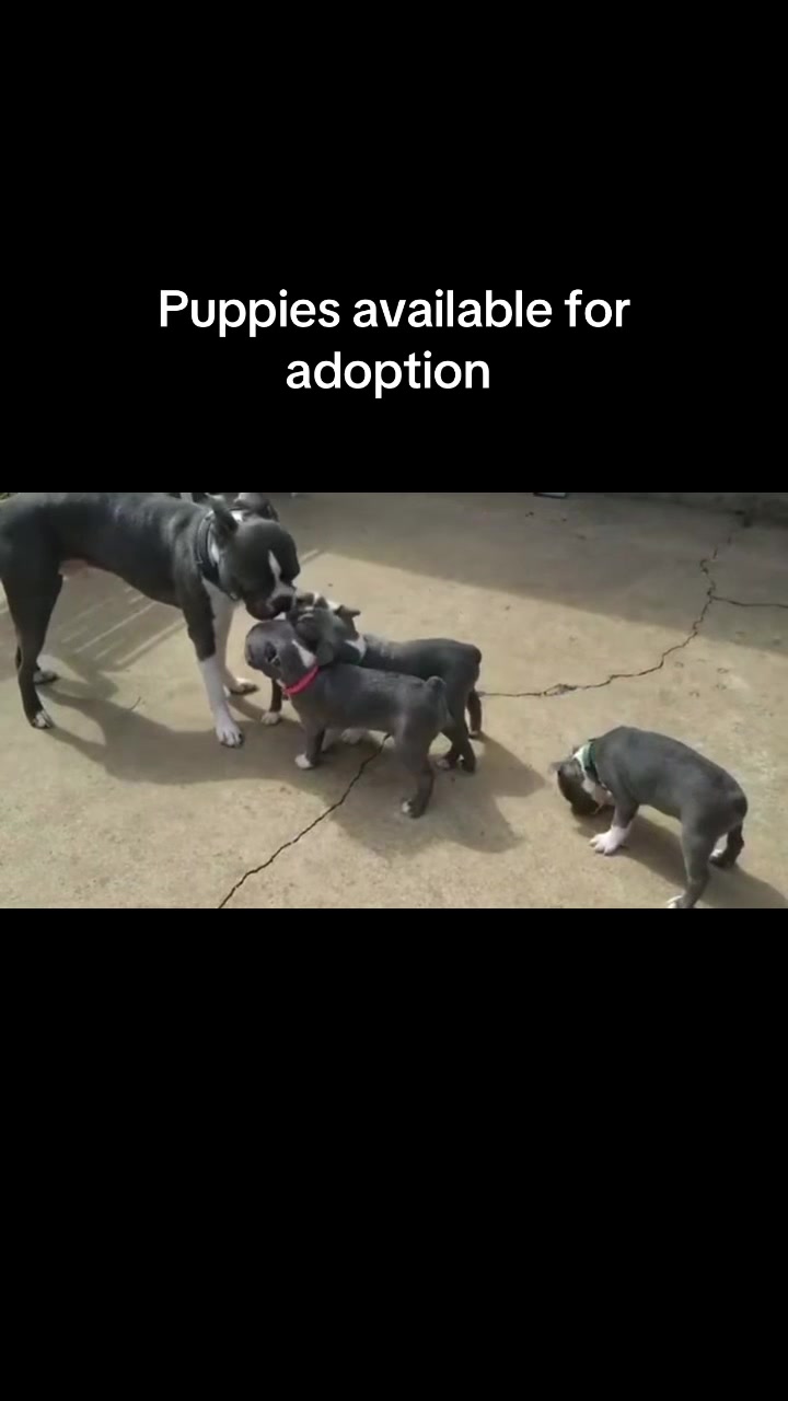 @Boston terriers puppies