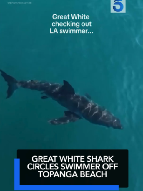 @KTLA 5 News