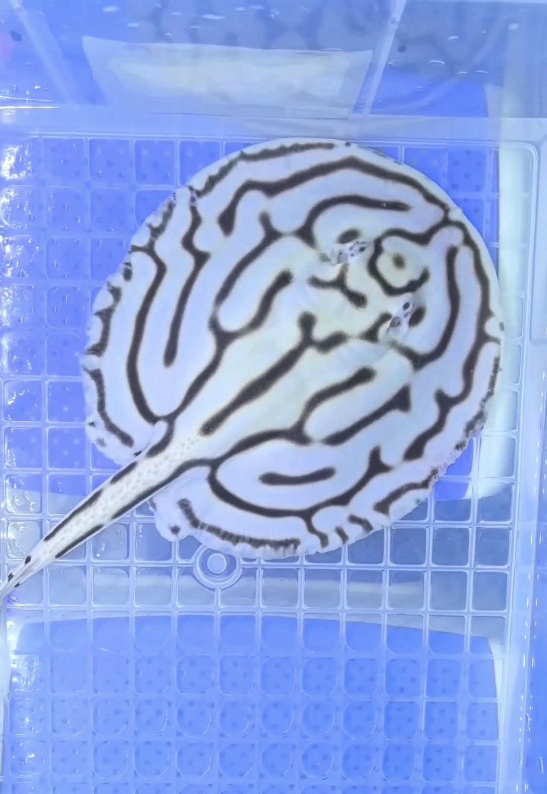 @網上看魚