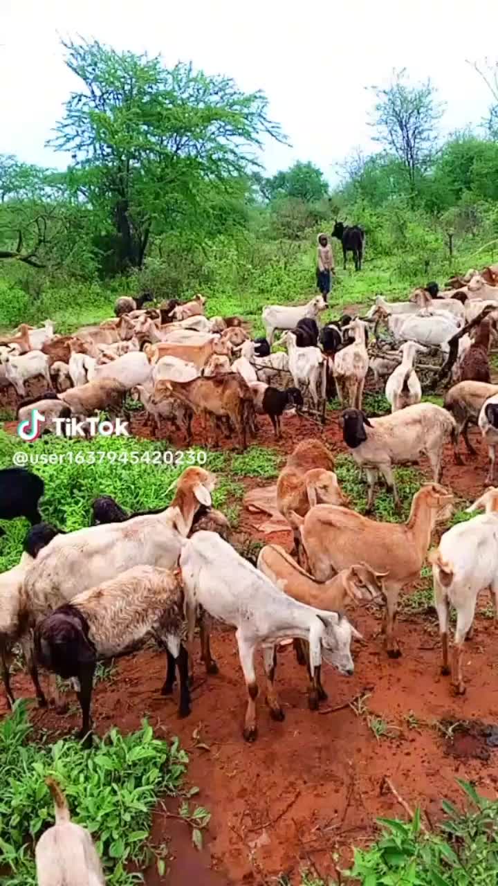 @Zakayo Mollel