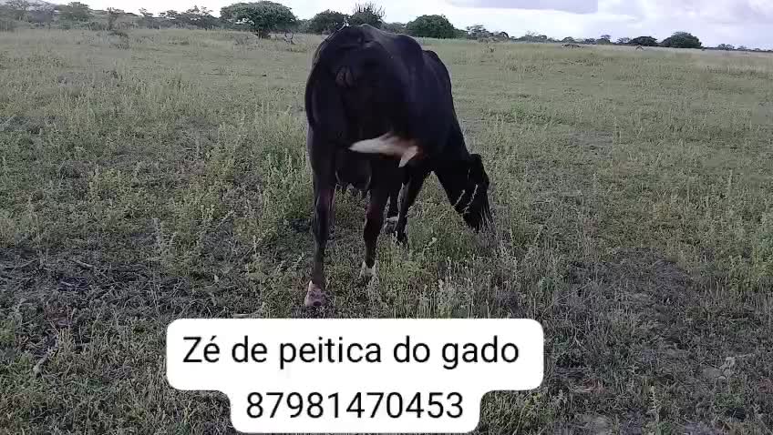 @Z&eacute; de peitica do gado