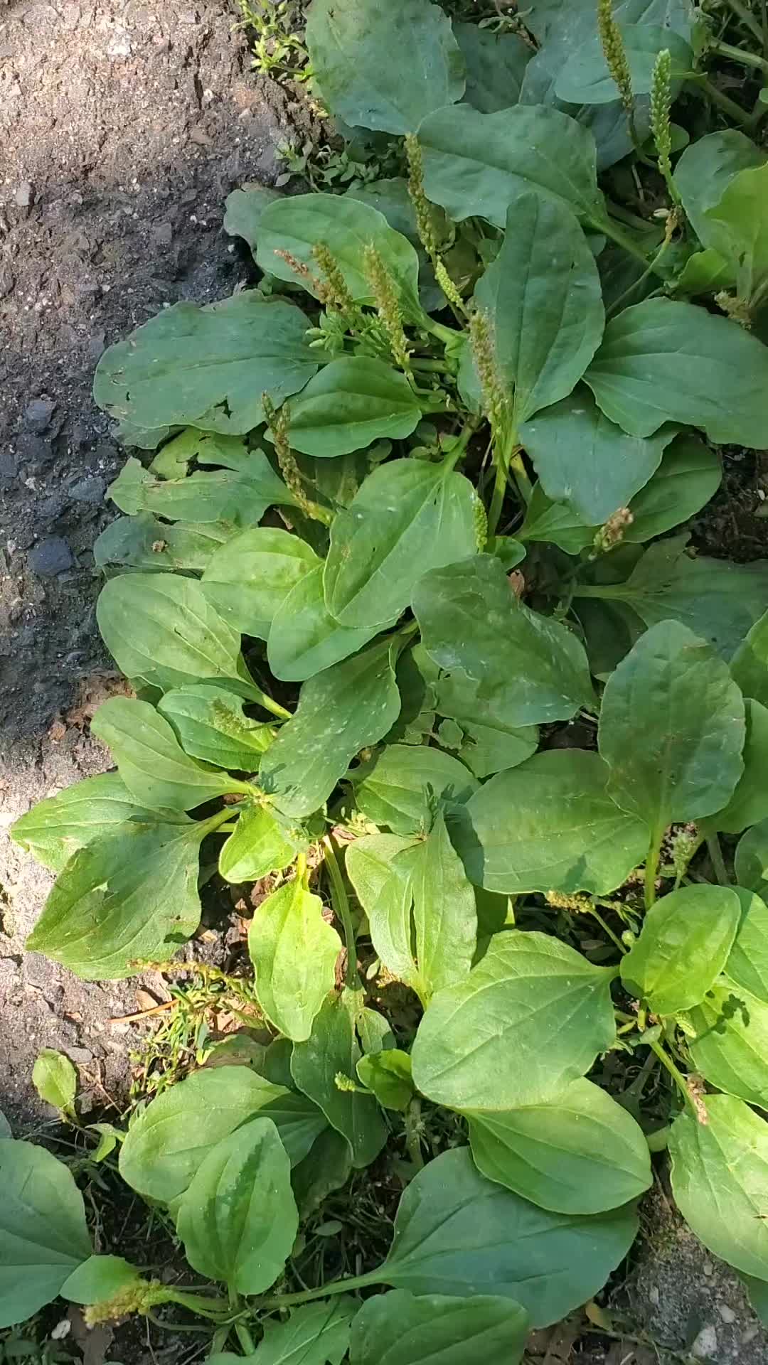 @NANA PLANT🏝️