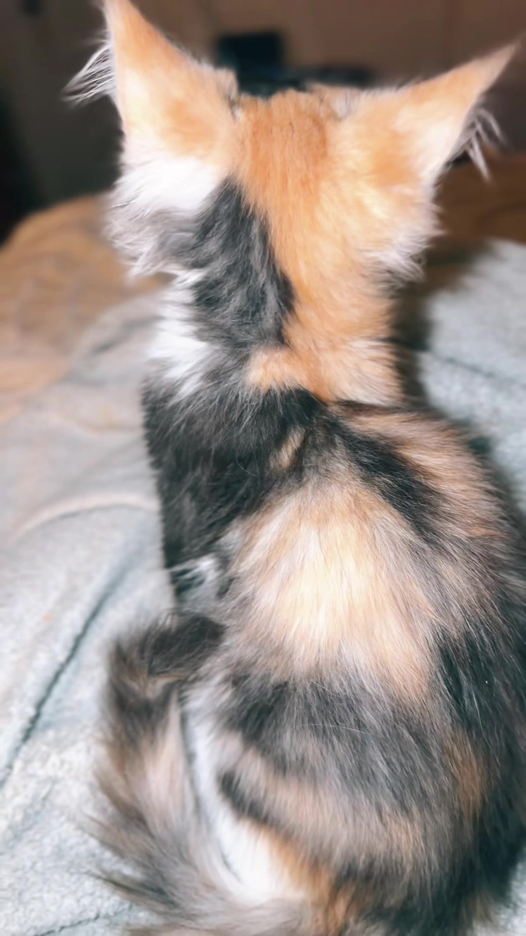 @Rosa’s maine coon in Texas🧛