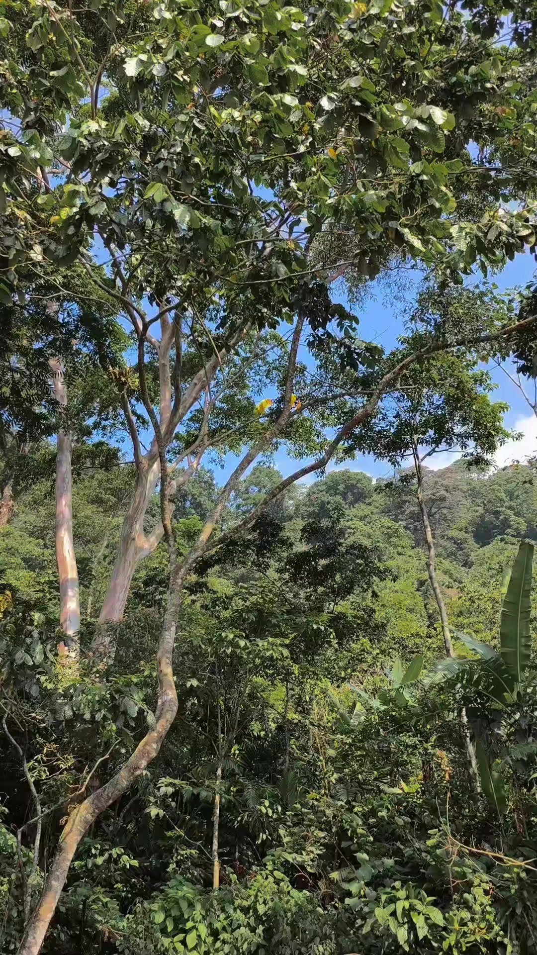 @DiegoCarrasco