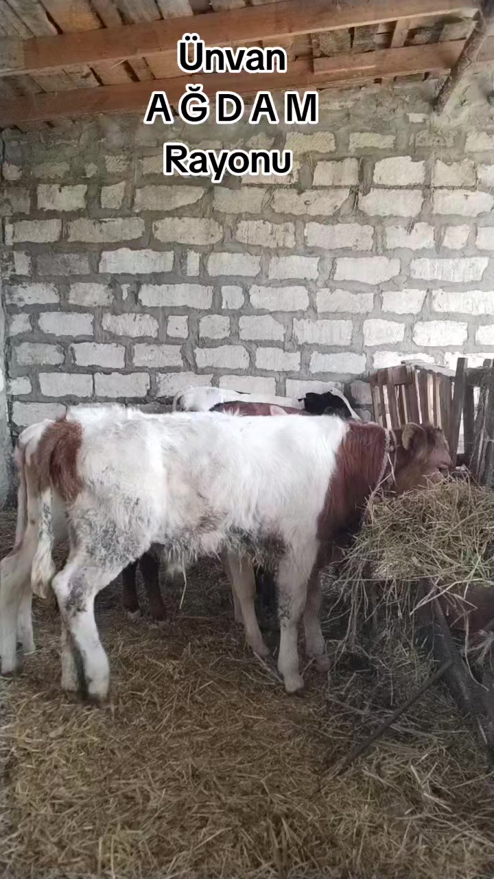 @Сарван 02