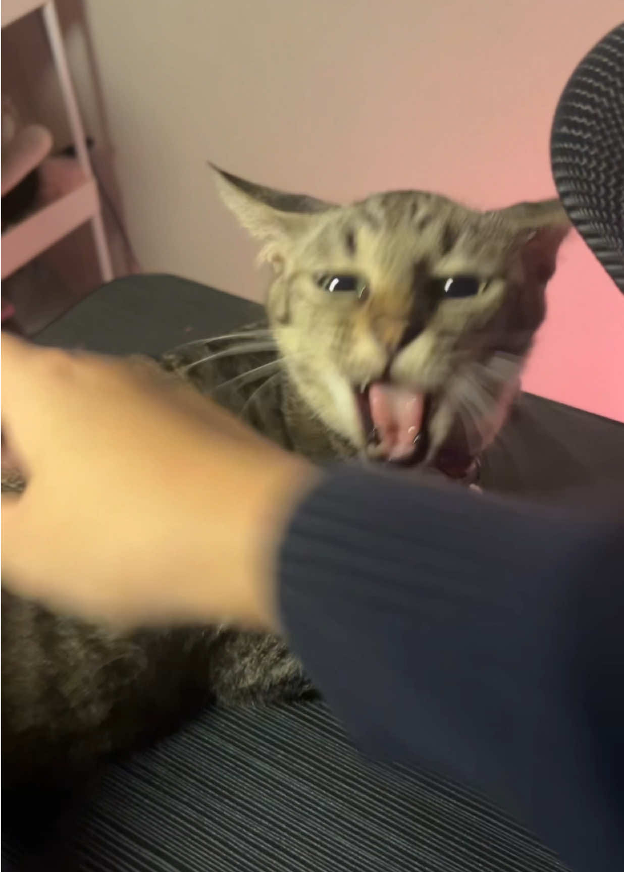@Salsa ASMR ๐