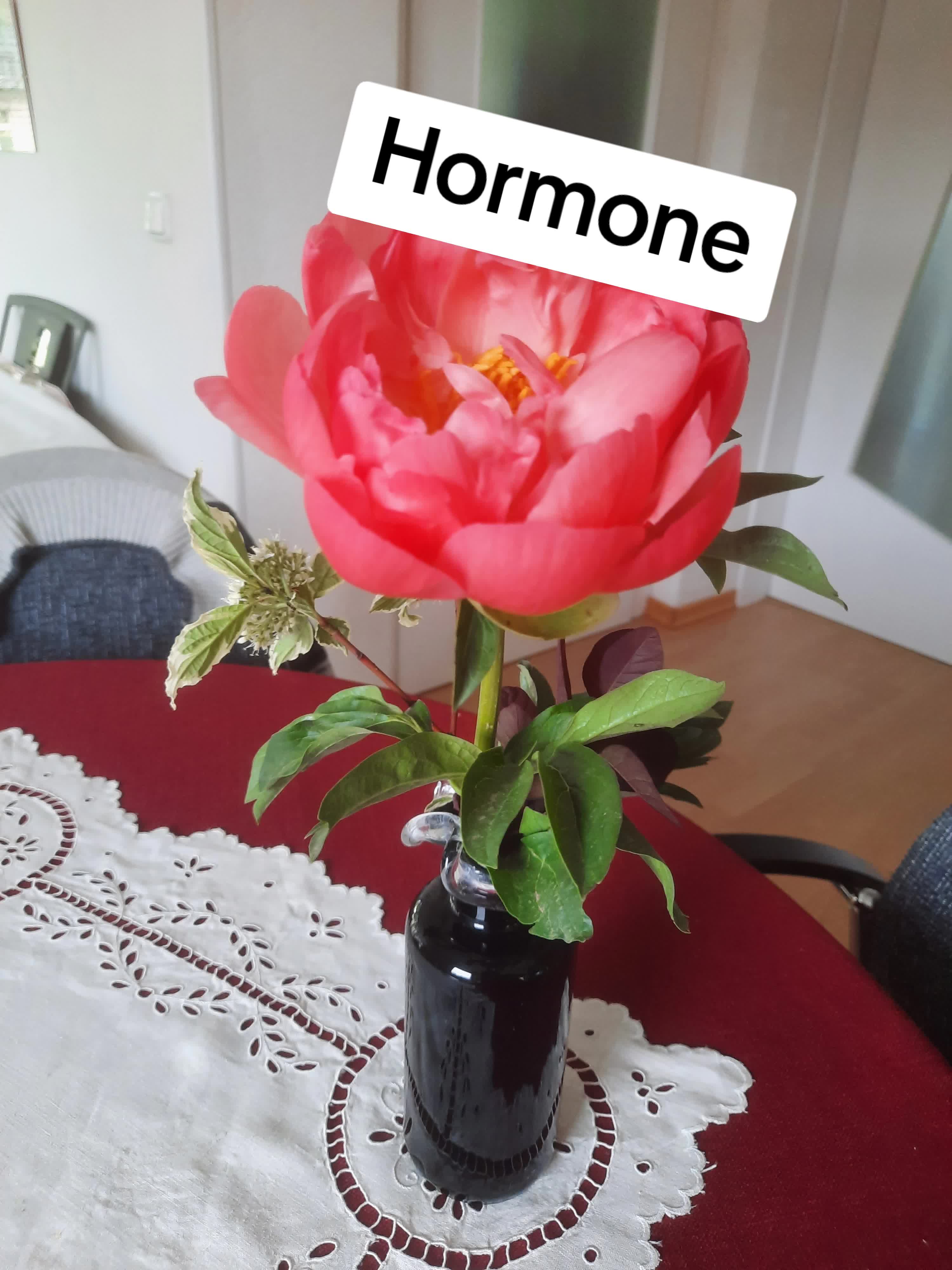 @healthylife_borjana
