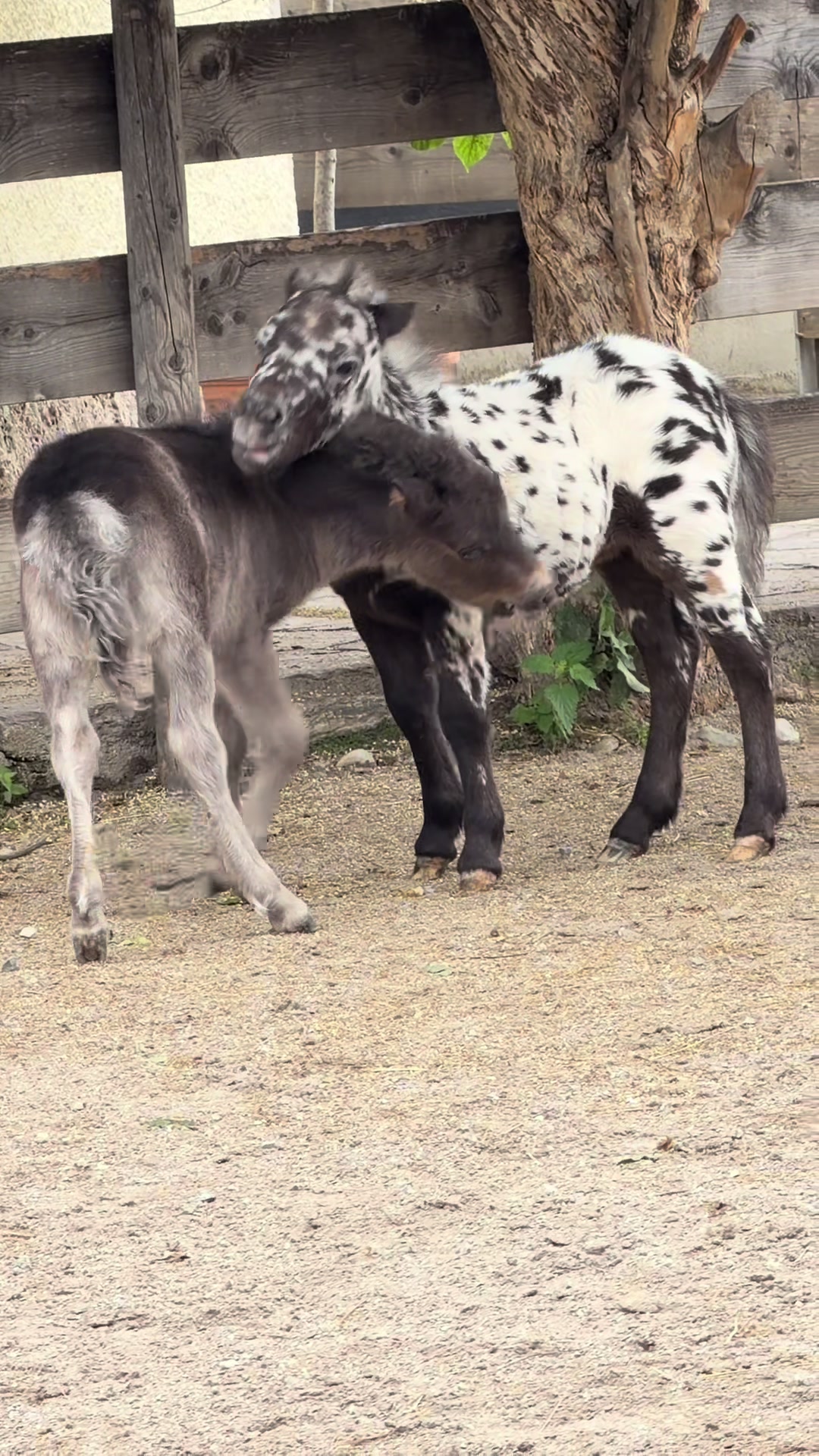 @julia_libertyhorses