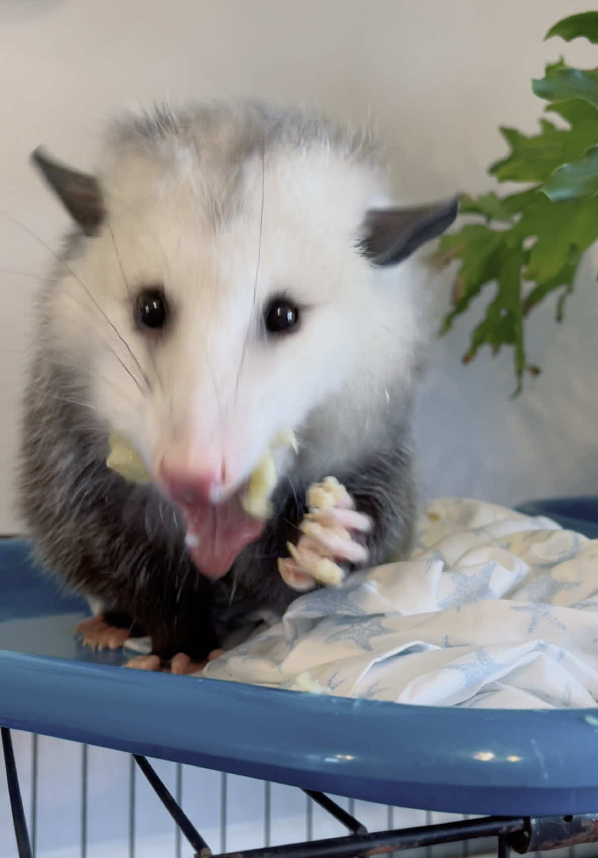 @GladysOpossum