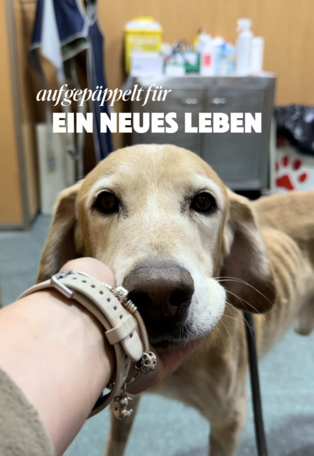 @arcadogsandayleen