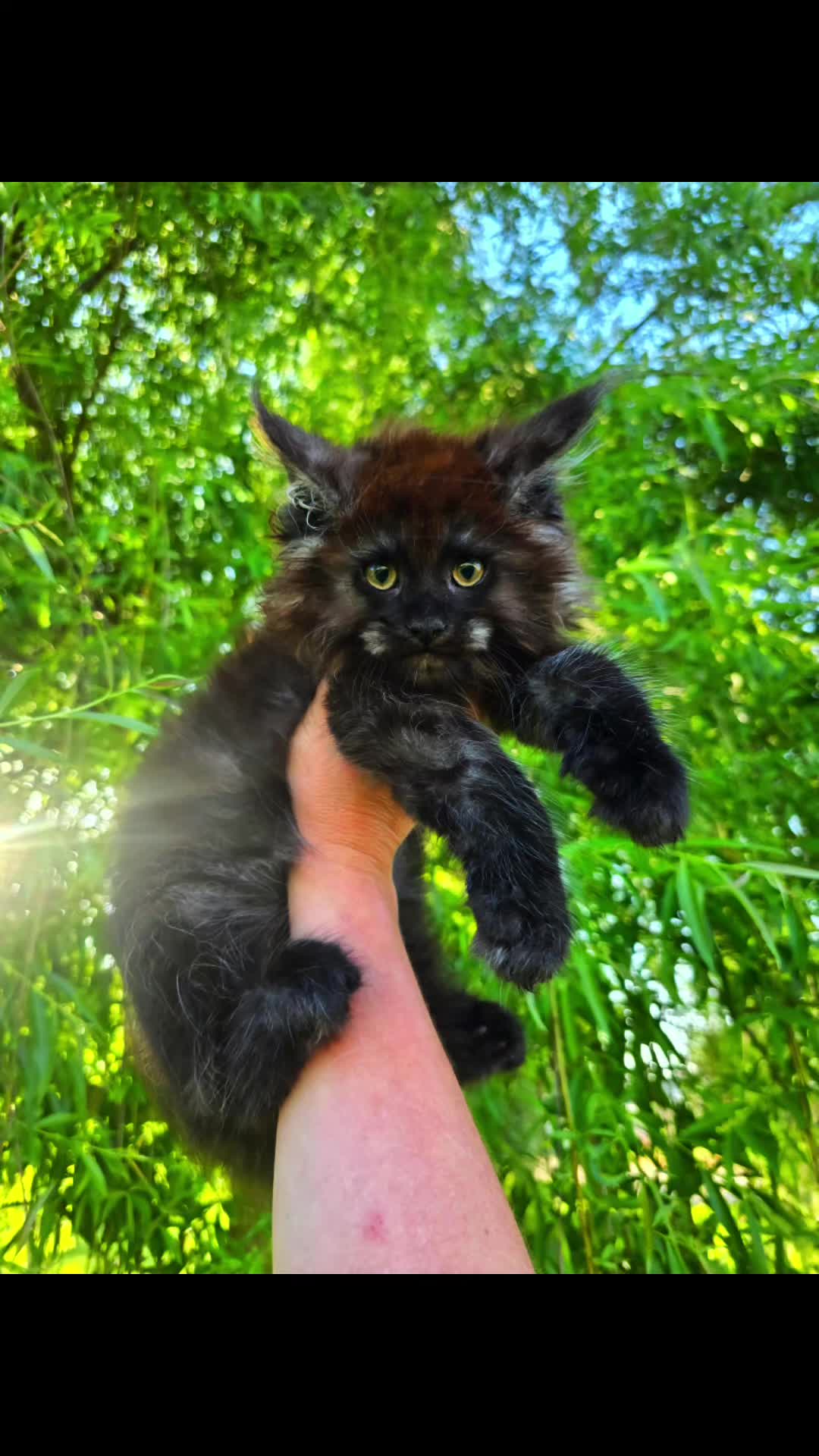 @@actionfarmsmainecoons
