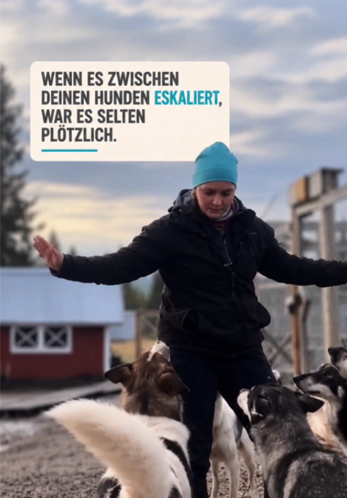 @Mehrere Hunde, ein Team!