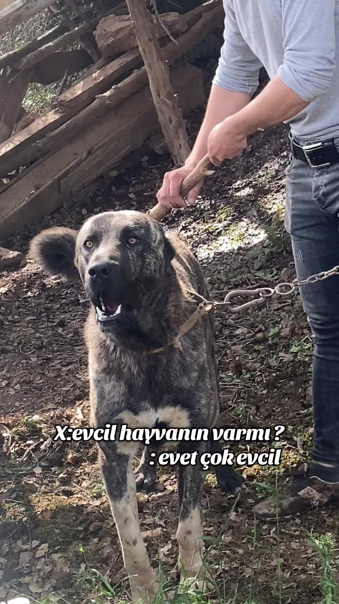 @Samet Taşkın