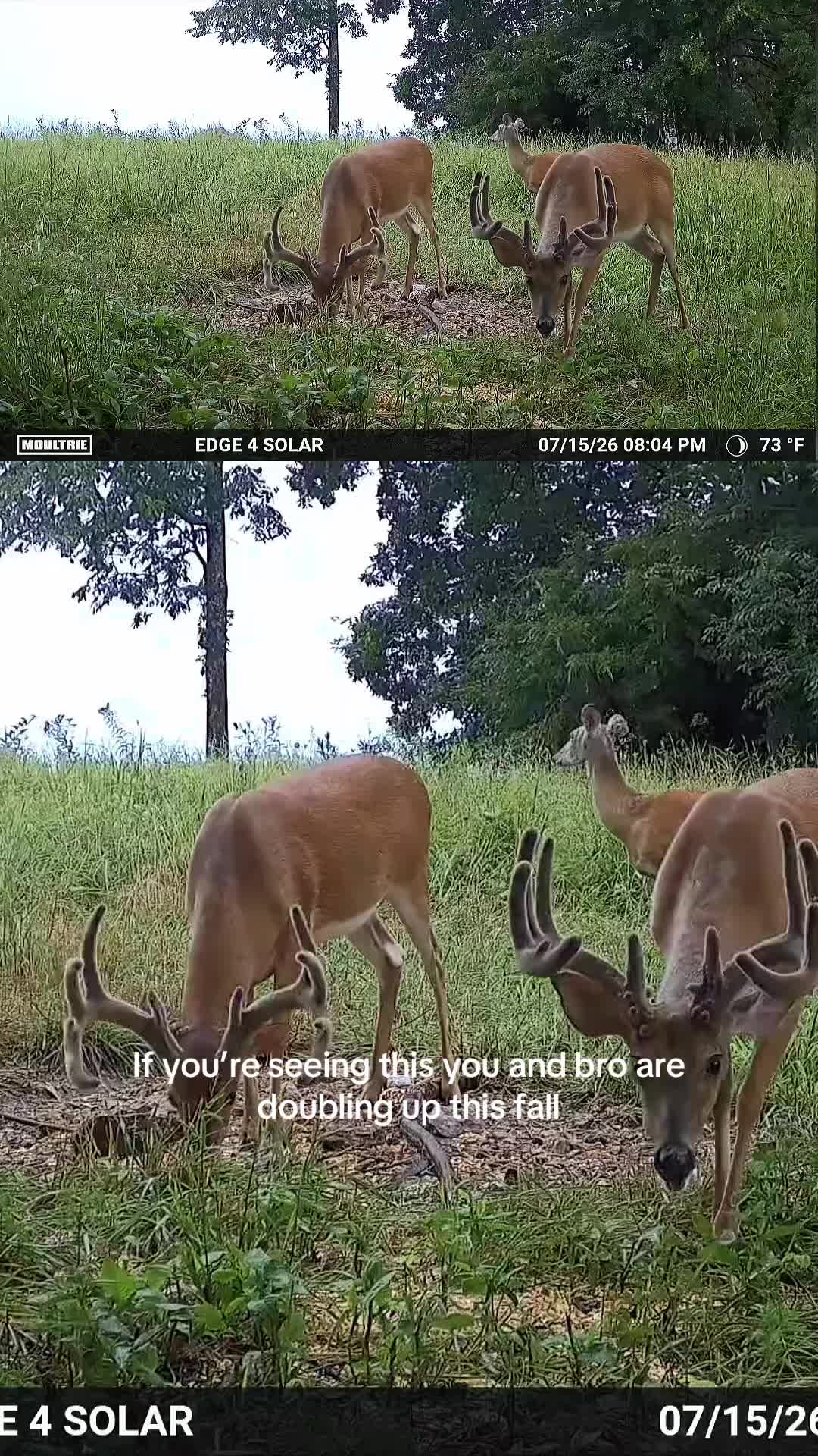 @Moultrie