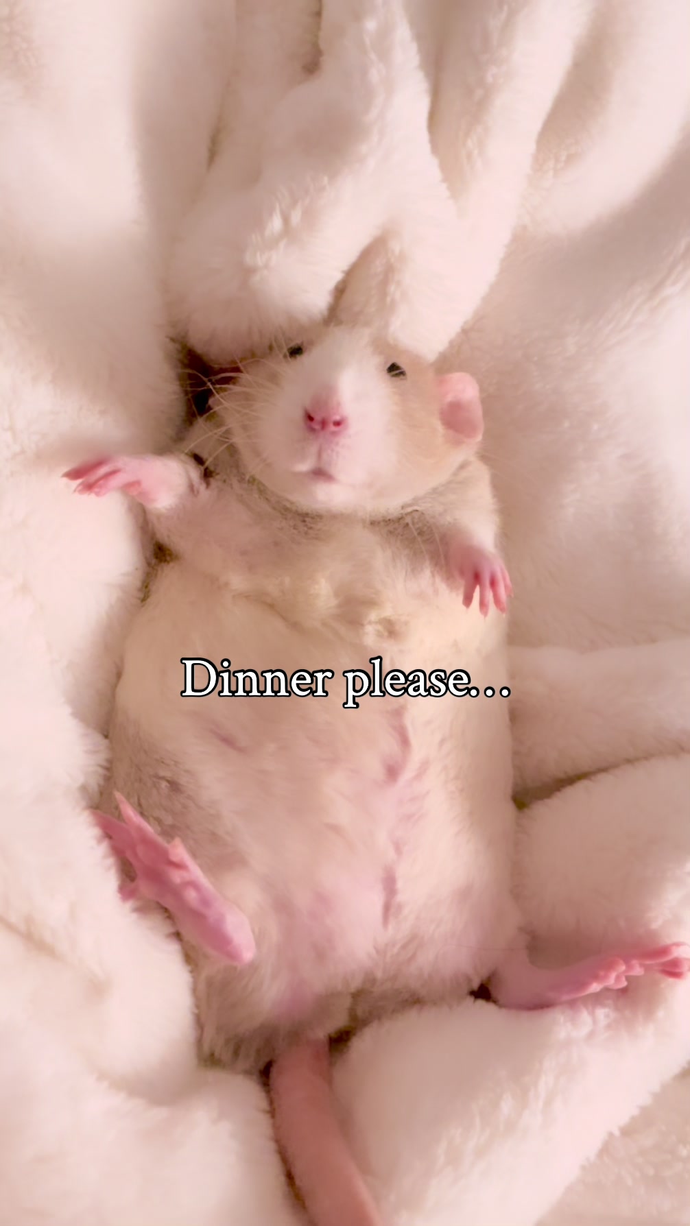 @RatsHaveFeelingsToo