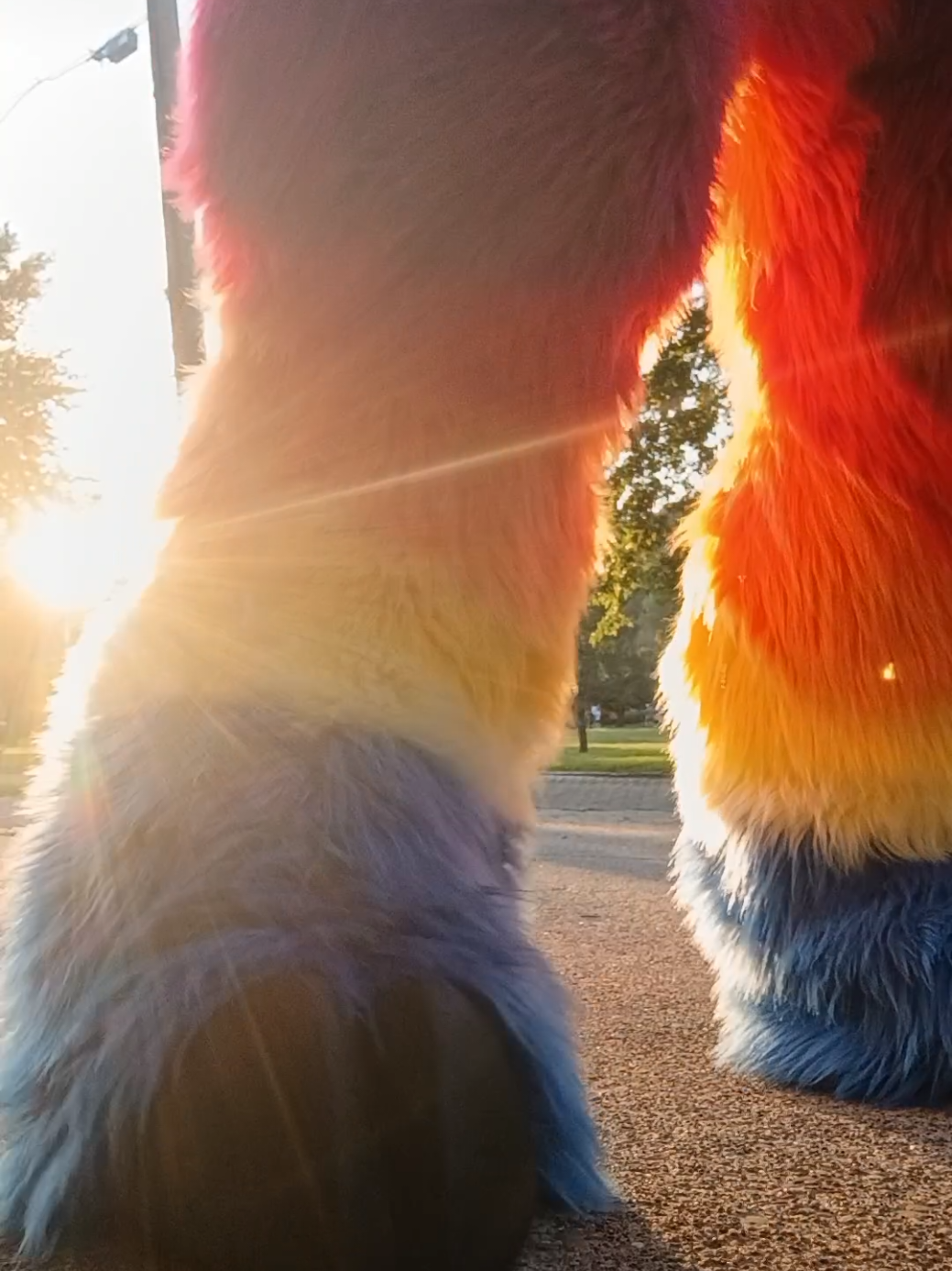 @🐈&zwj;⬛ Steel City Street Cat 🏙️