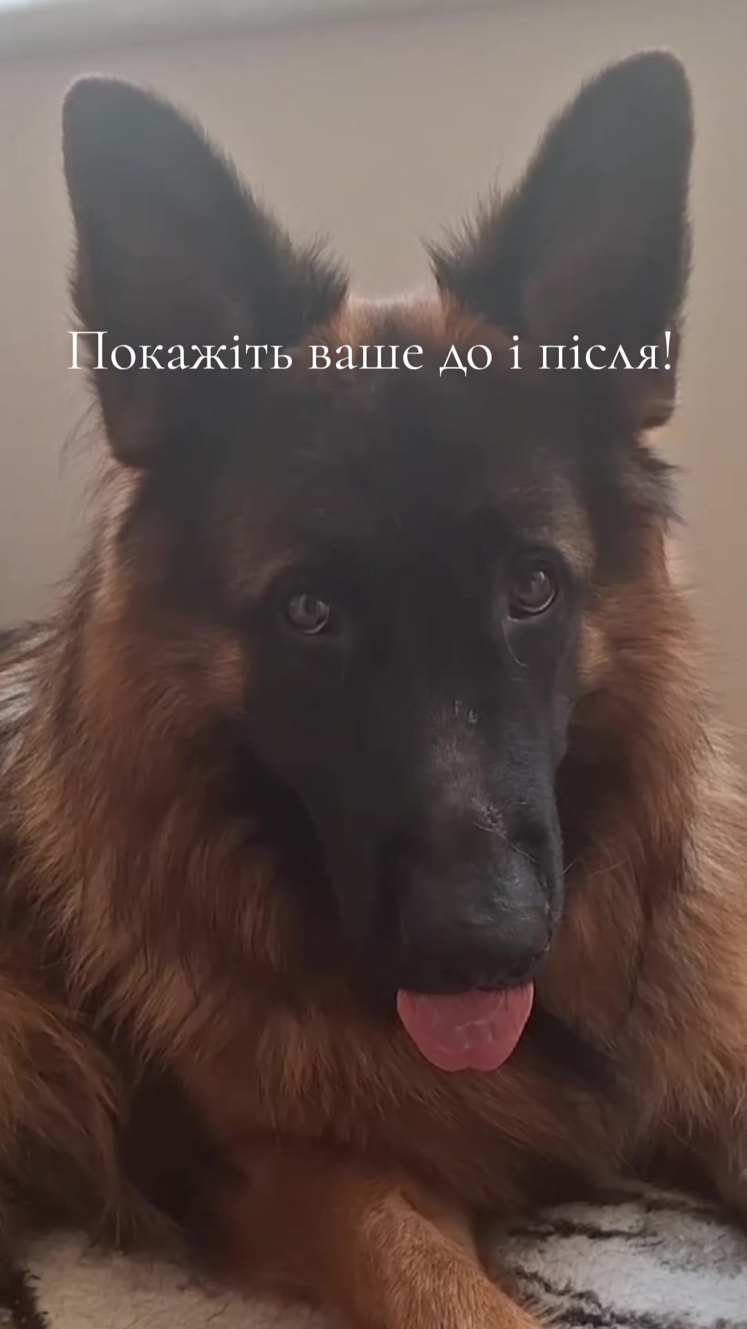 @МАТЬ ДРАКОНІВ🤣