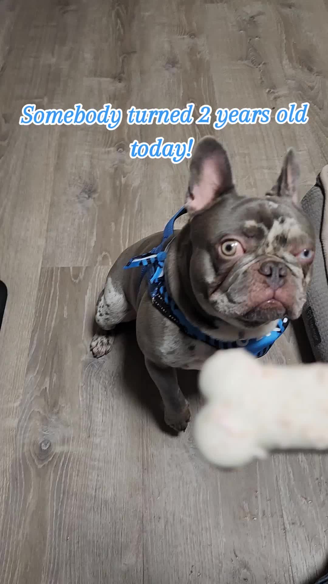 @Dexter207Frenchie