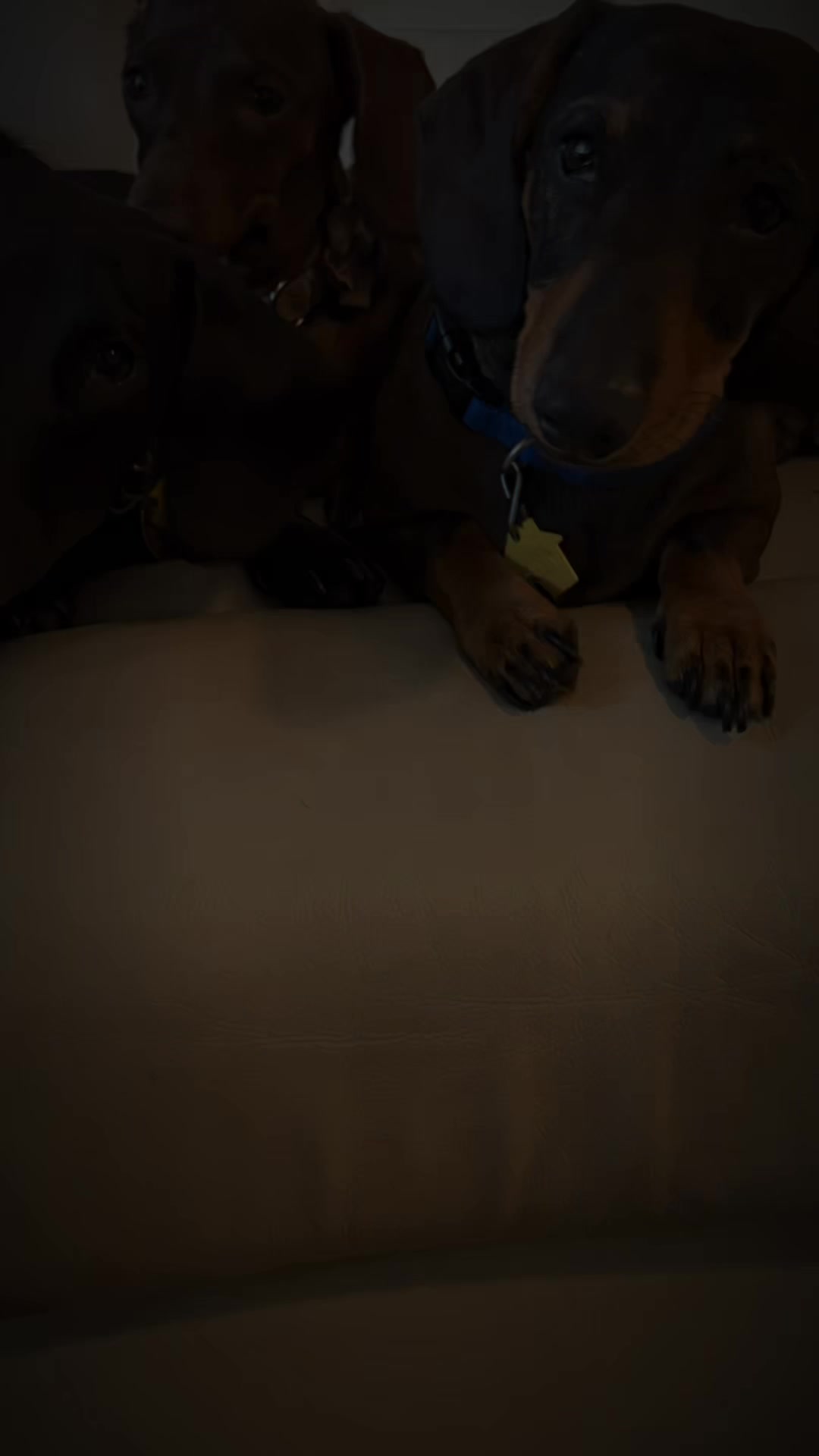@Ozzythedoxy