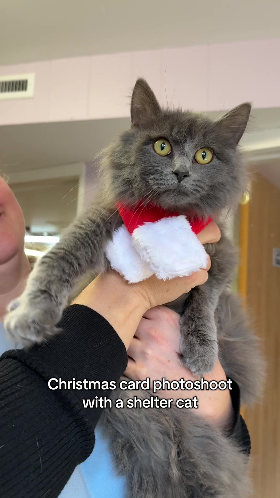 @sftsanimalrescue