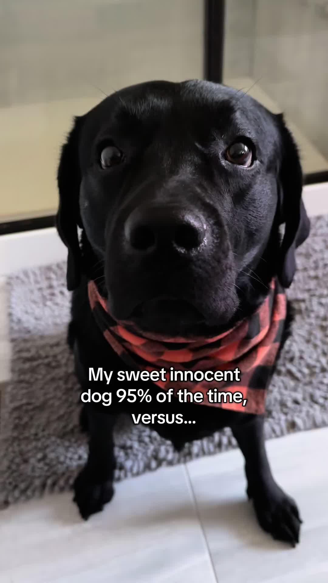 @Gunner the Good Boy Black Lab