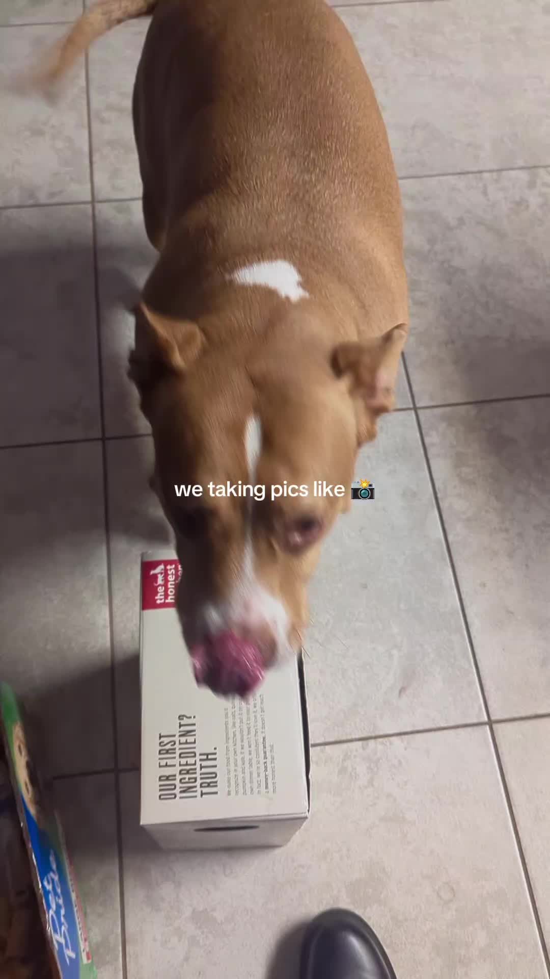 @smol_bean
