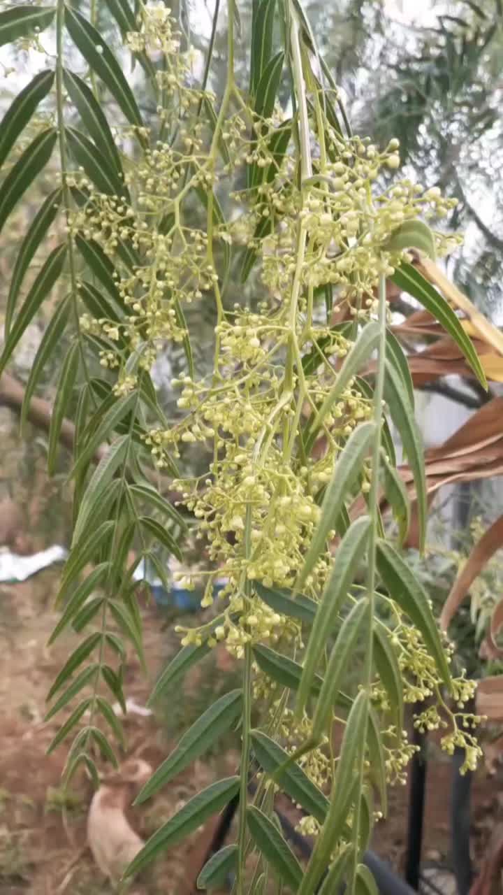@Uthinkithot_Capcut organic