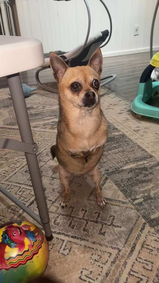 @TurboRoo the 2Legged Chihuahua