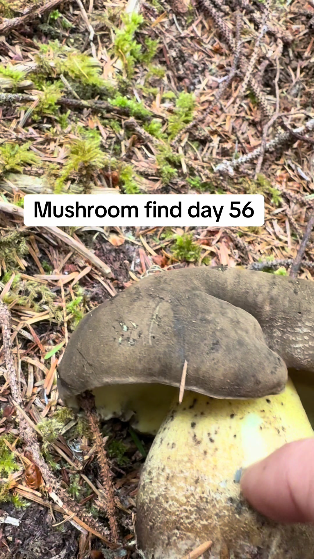 @Fungusamungus