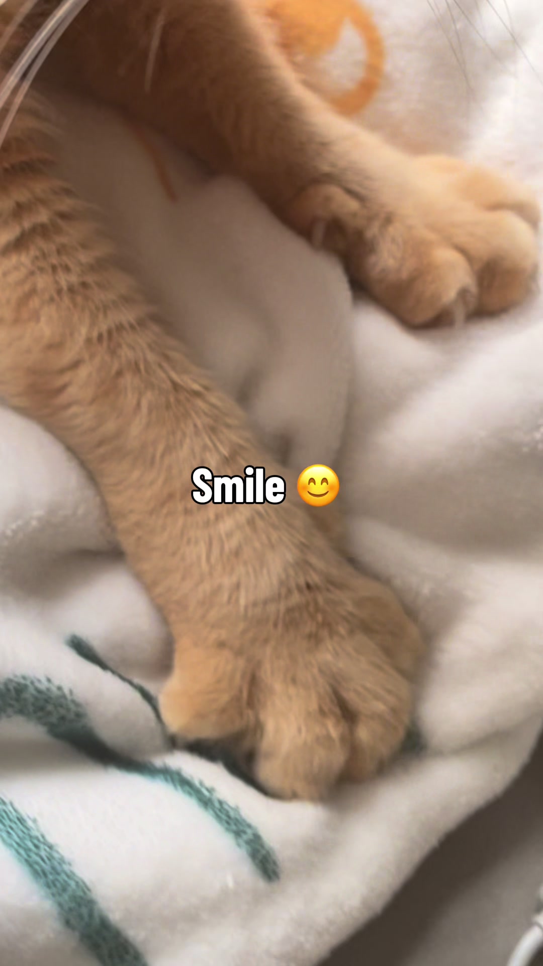 @Pablo & Luigi 🐾