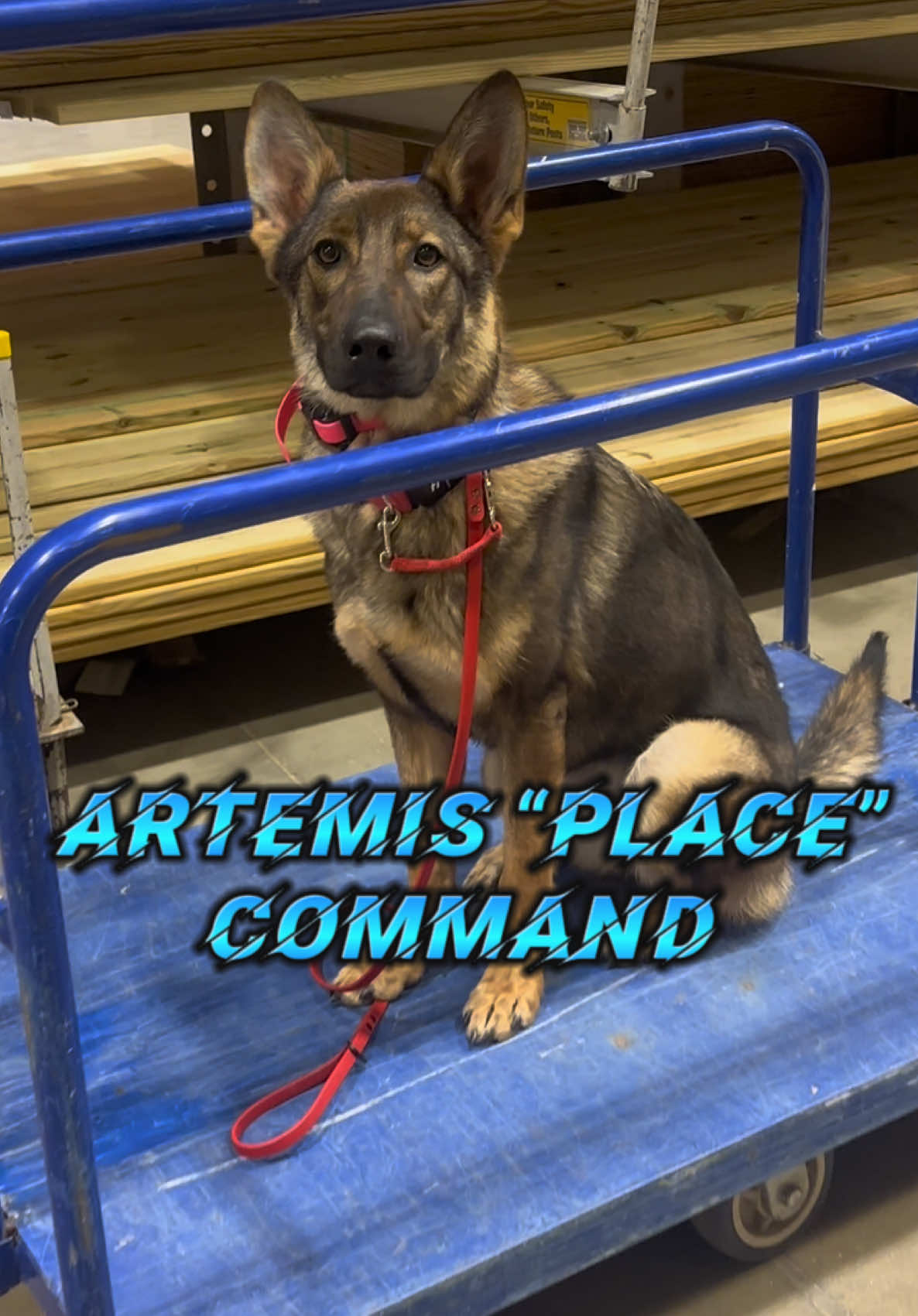 @Fully Unleashed K9 Training