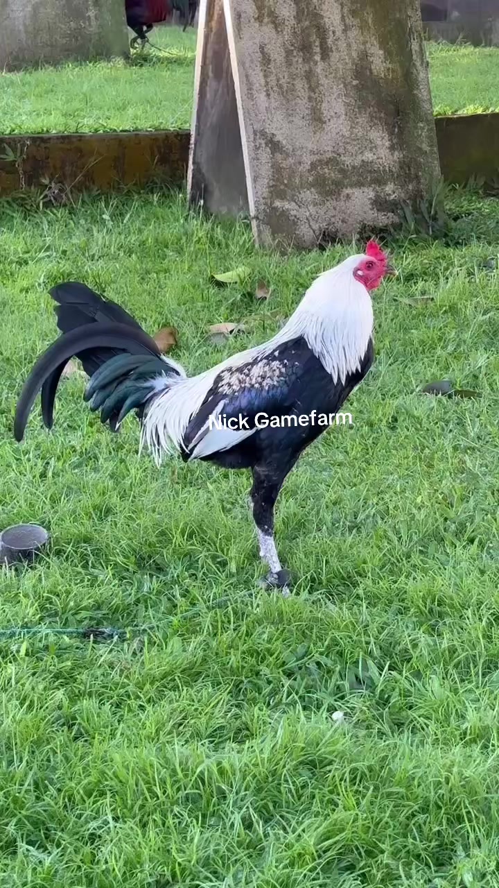 @NICK GAMEFARM
