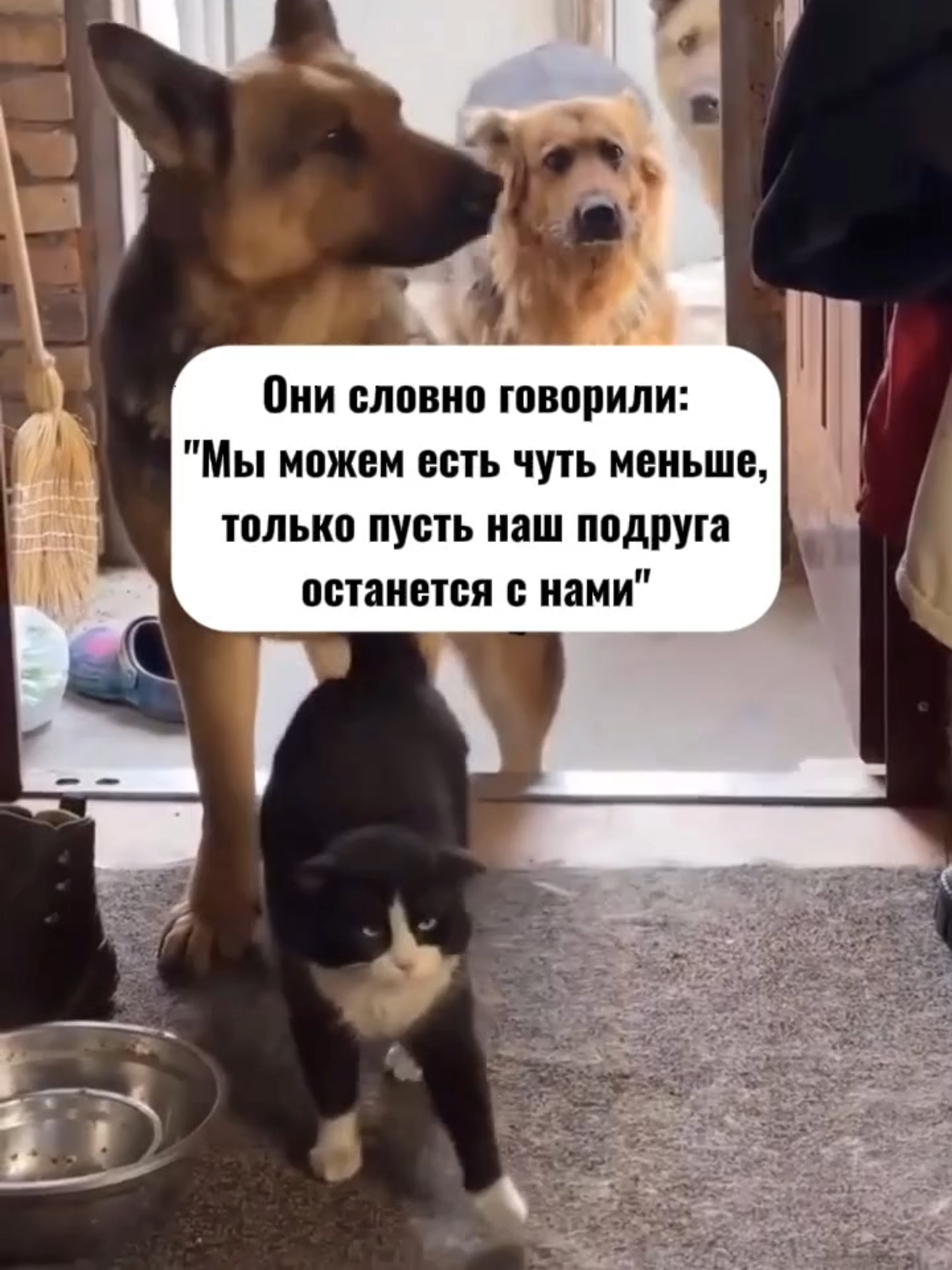@RescueAnimals Nir