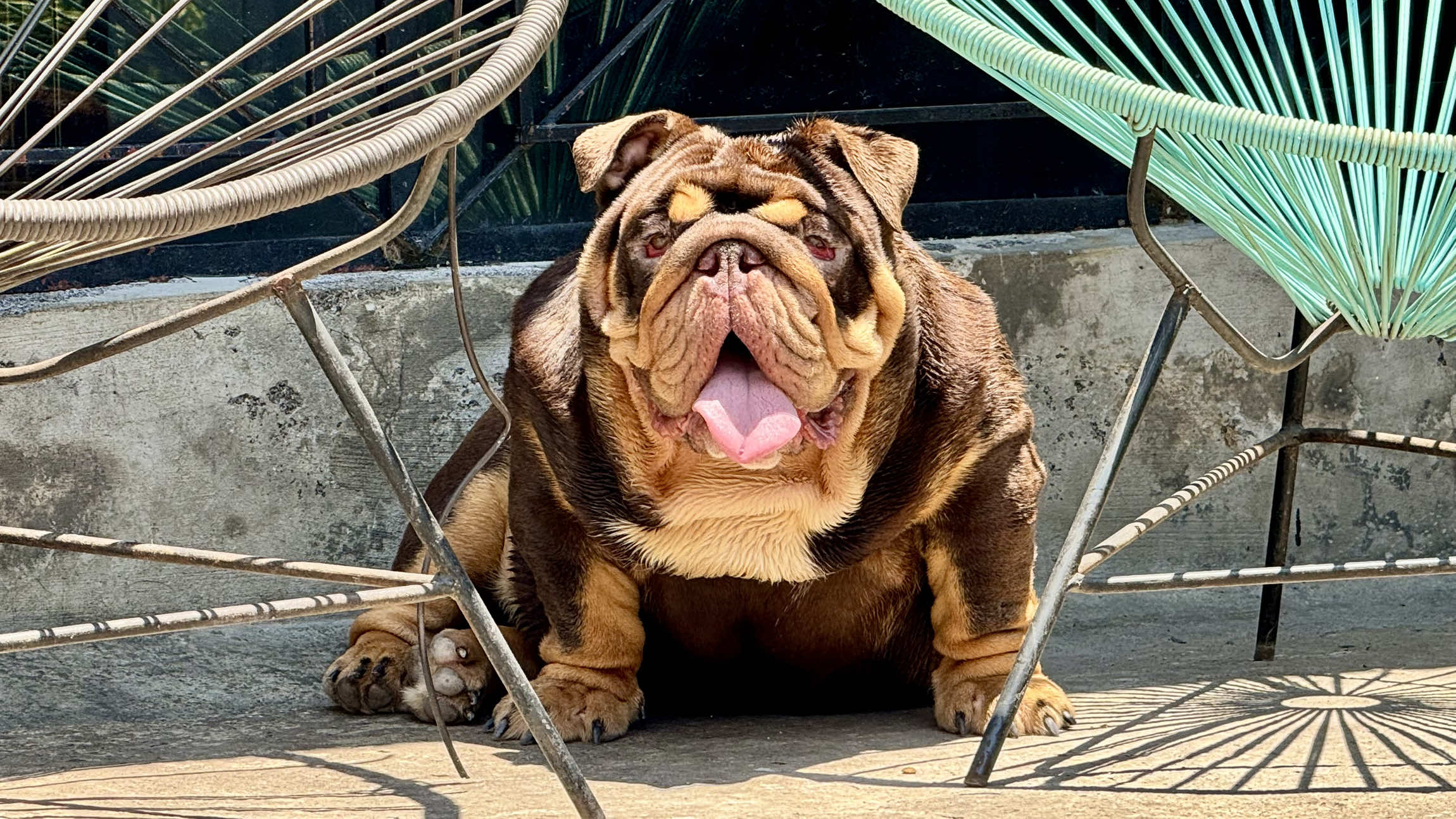 @Destroyers Bulldogs