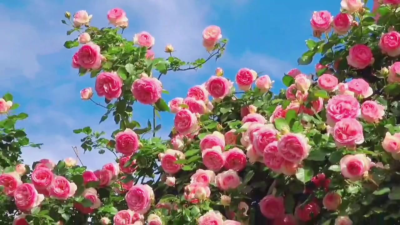 @nnh v