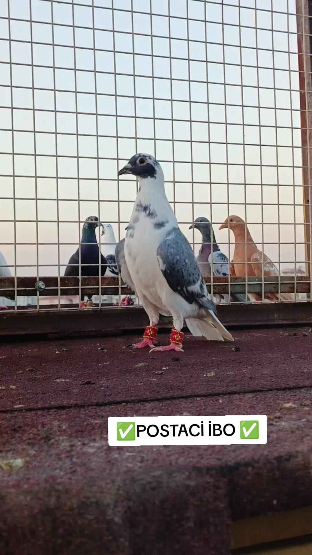 @🦜🦜POSTACI İBO TEKİN 🦜🦜