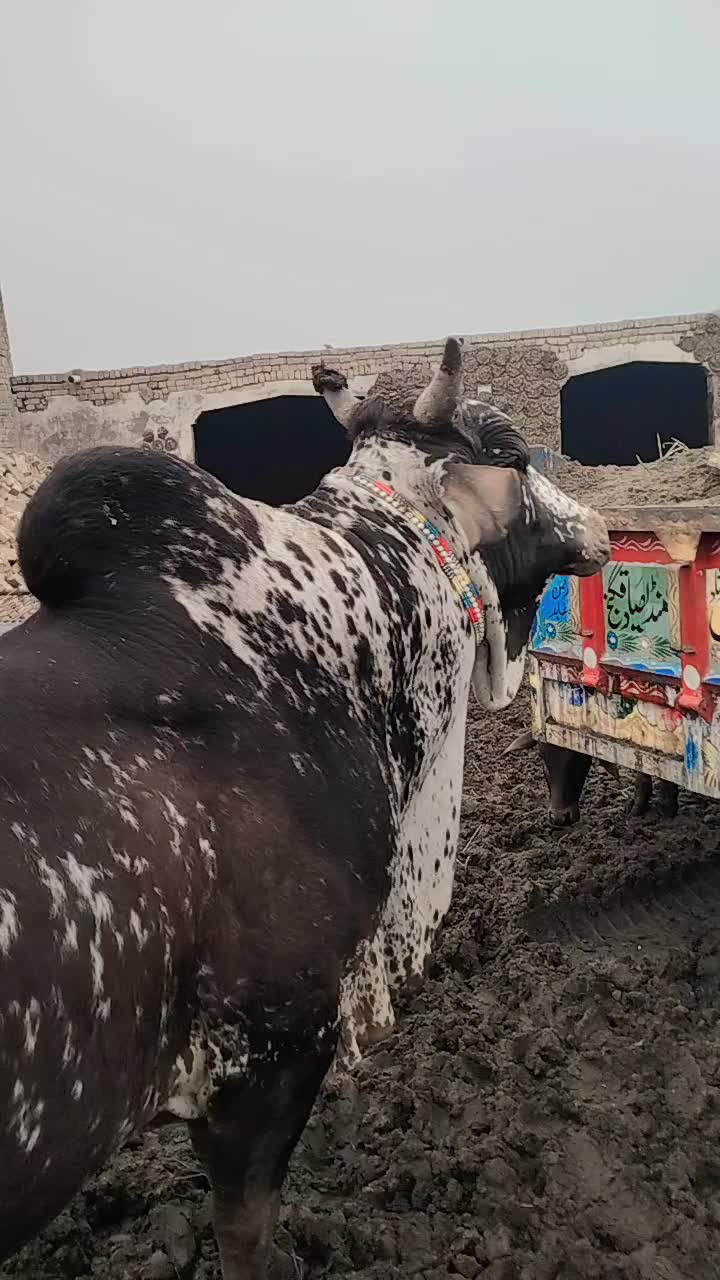 @main arshad kharl