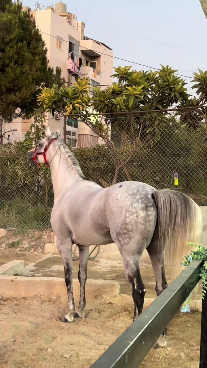 @لــيــن🐎