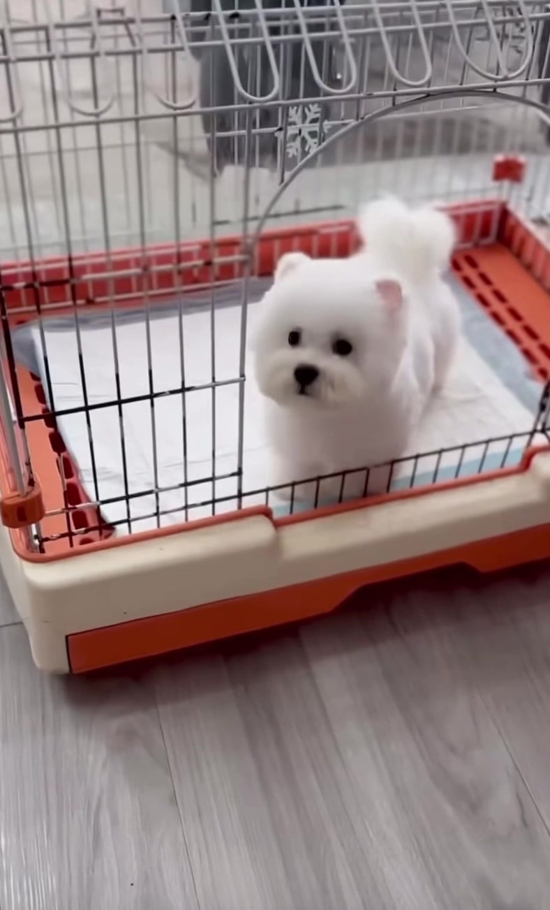@PetHouse - Thế giới Pet