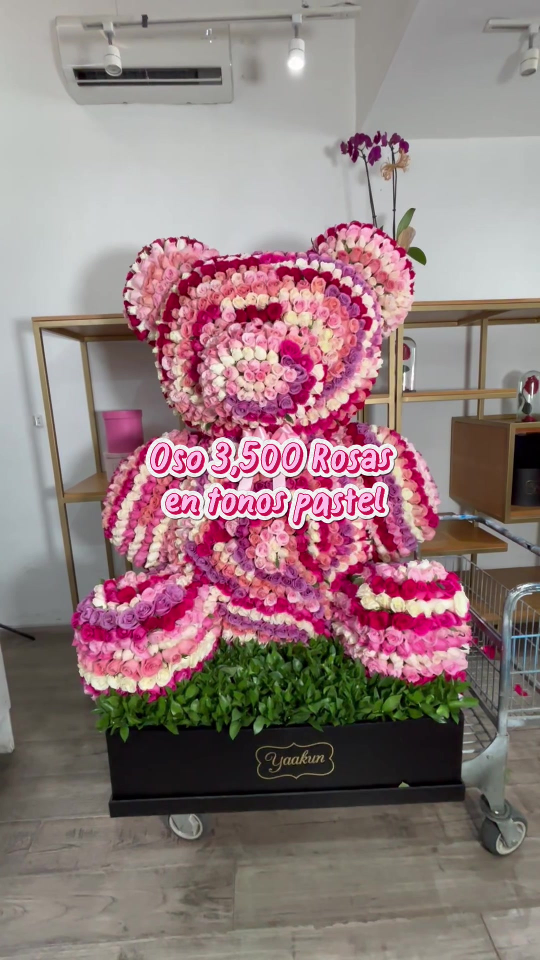 @Yaakun Flores